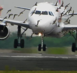 FAUNA NEWS Gerenciamento de Risco de Fauna em aeroporto: como avaliar?