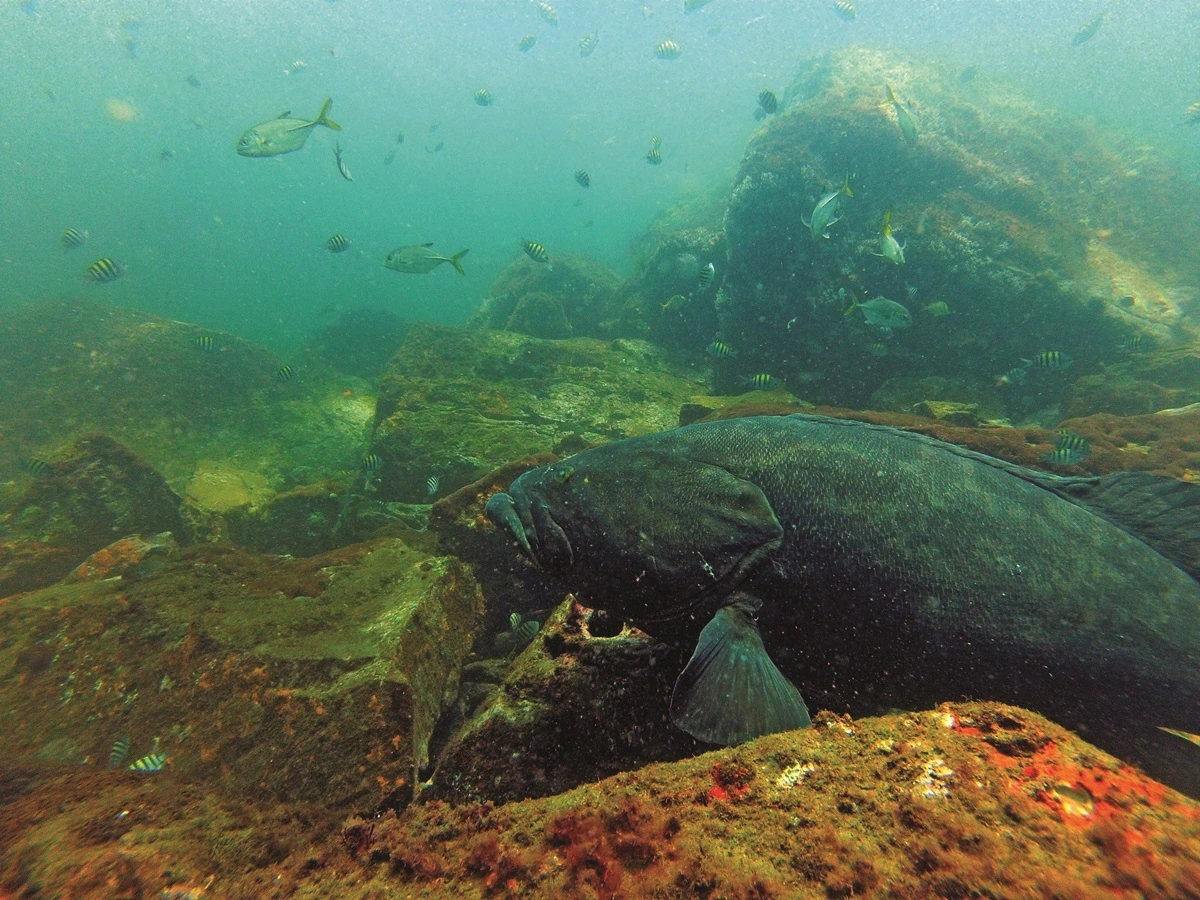 FAUNA NEWS A vida dos peixes que a gente não vê…