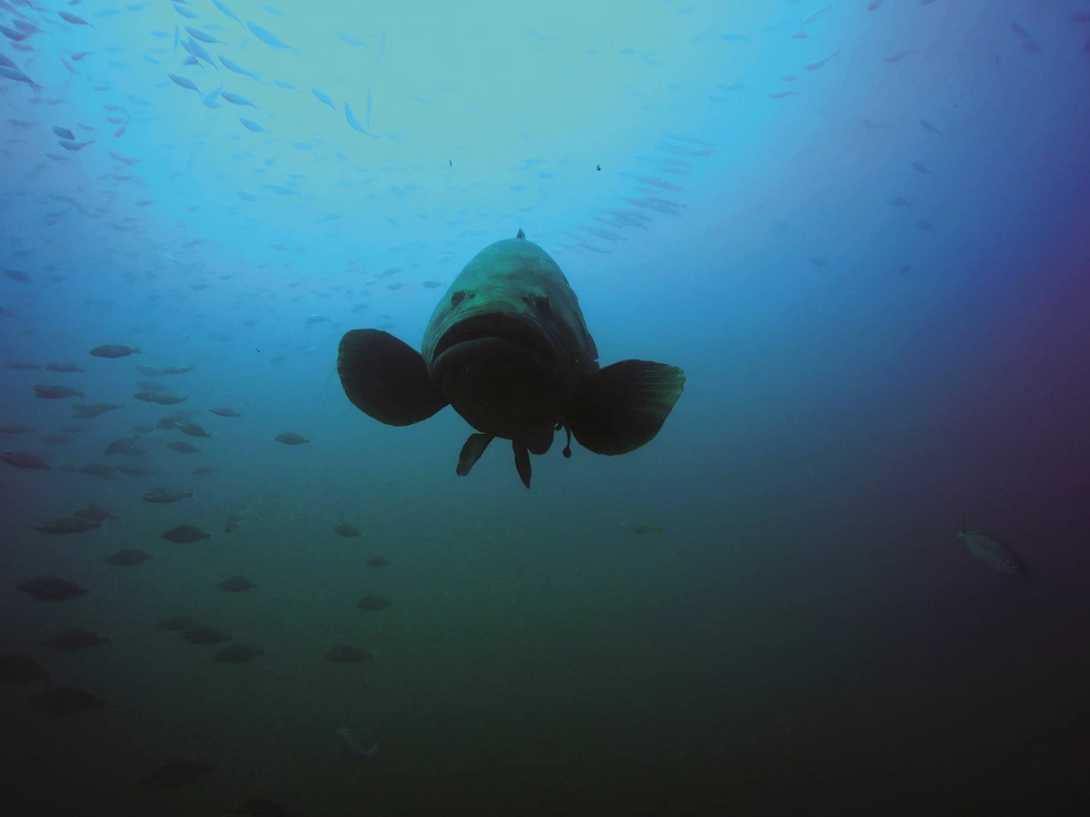 FAUNA NEWS A vida dos peixes que a gente não vê…