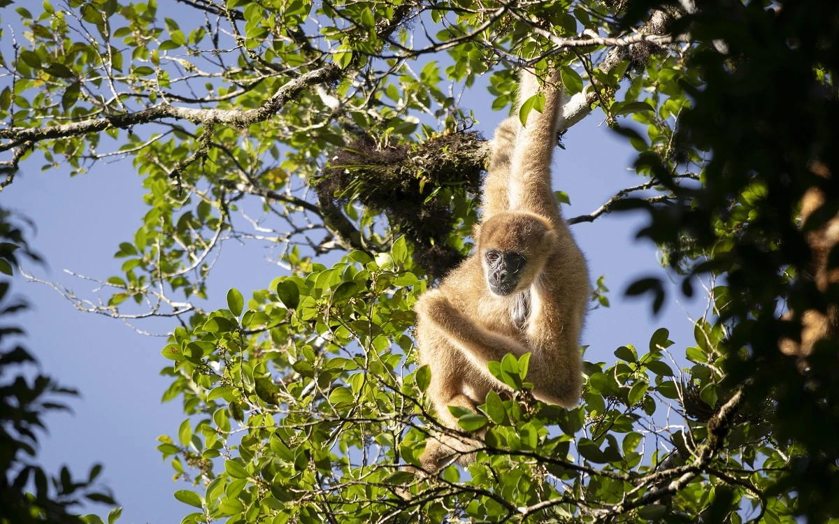 FAUNA NEWS Fotografando o muriqui-do-sul