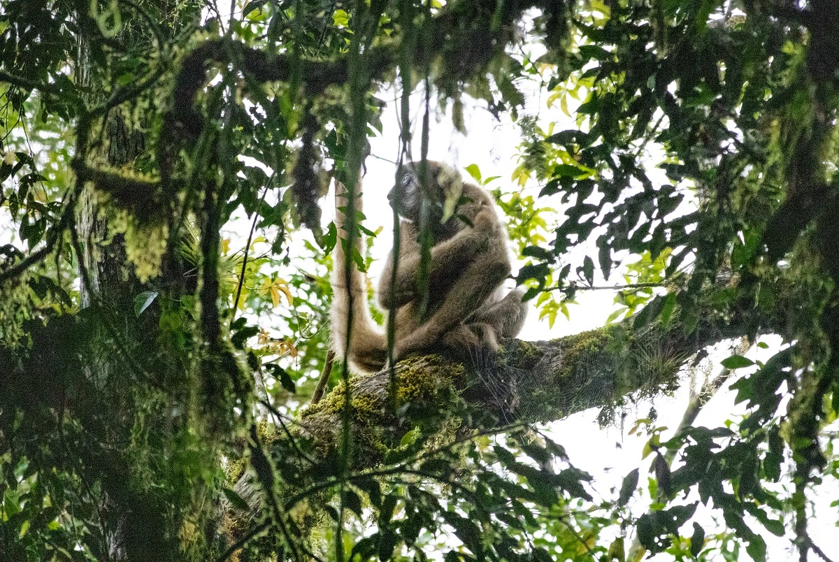 FAUNA NEWS Fotografando o muriqui-do-sul