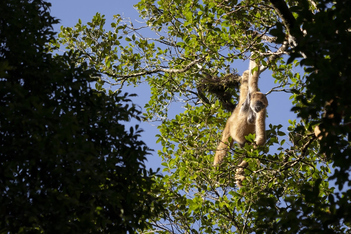 FAUNA NEWS Fotografando o muriqui-do-sul