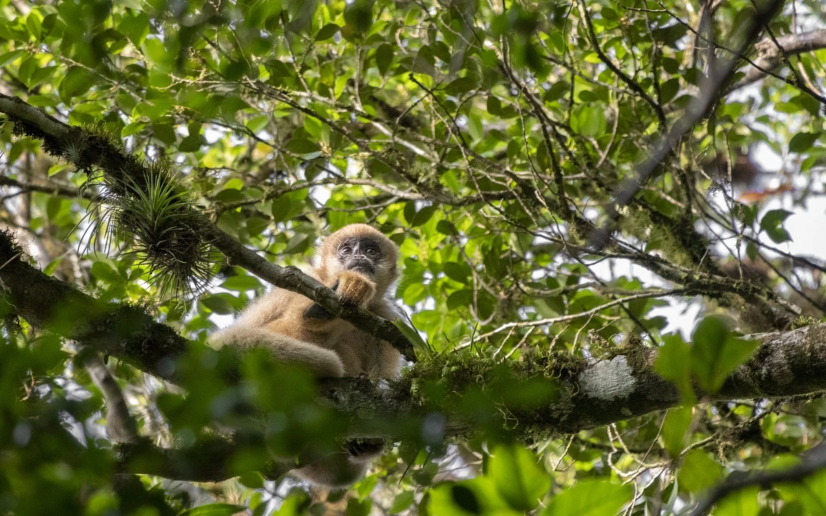 FAUNA NEWS Fotografando o muriqui-do-sul