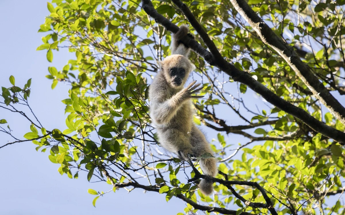 FAUNA NEWS Fotografando o muriqui-do-sul