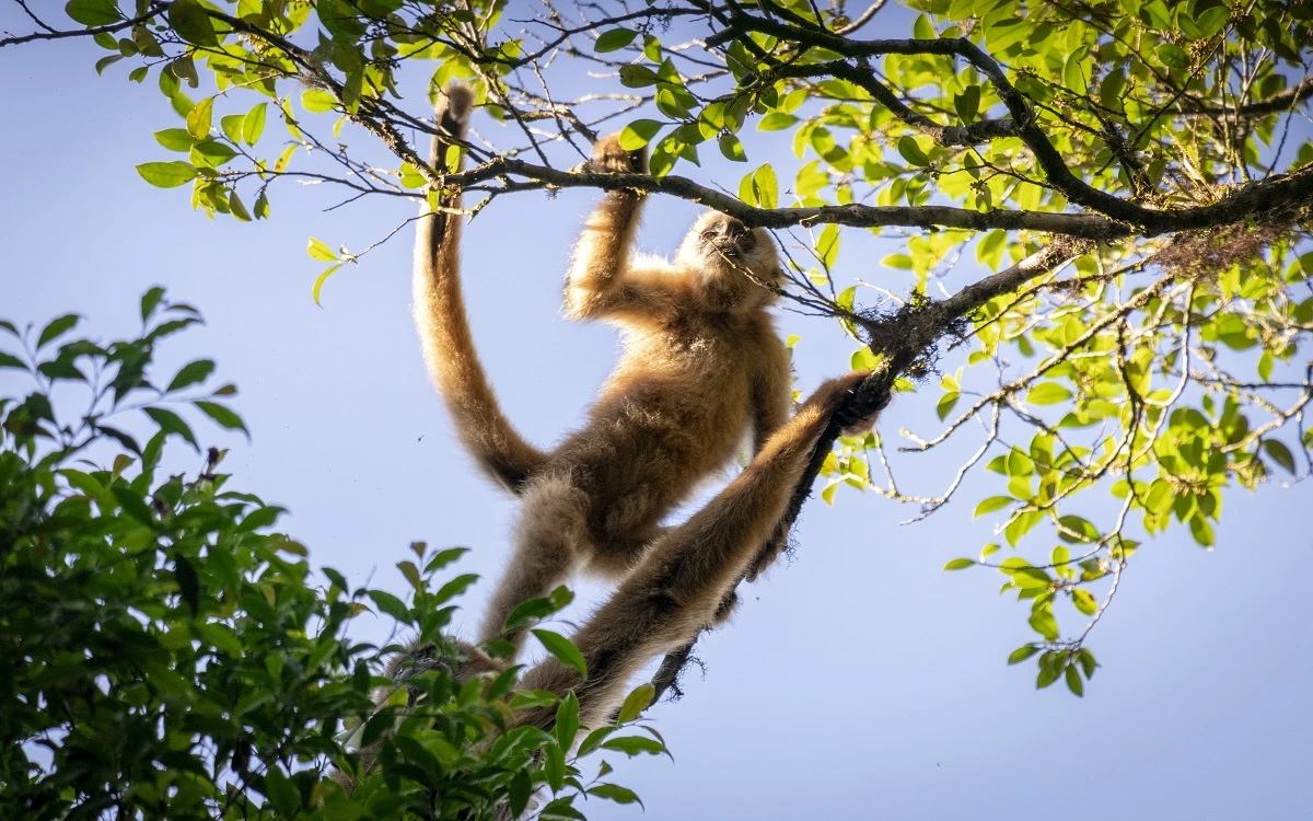 FAUNA NEWS Fotografando o muriqui-do-sul