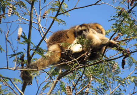 FAUNA NEWS Febre amarela mata bugios no interior de São Paulo