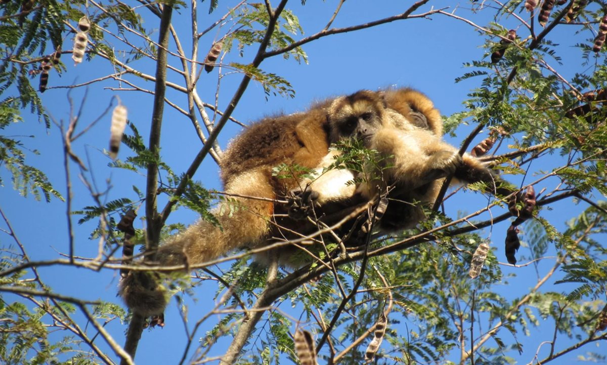 FAUNA NEWS Febre amarela mata bugios no interior de São Paulo