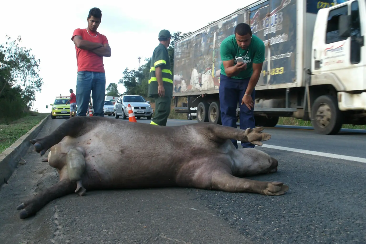 FAUNA NEWS Velocidade é reduzida na BR-101 para proteger fauna da Rebio de Sooretama (ES)