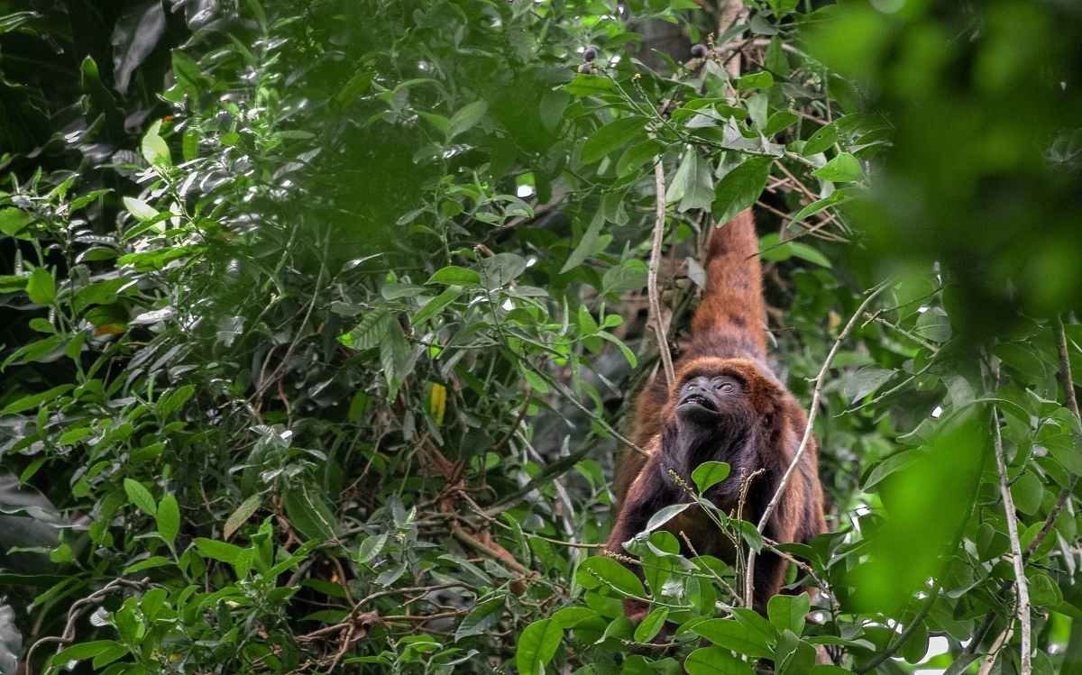 FAUNA NEWS Fotografia de fauna na cidade de São Paulo. Será que é possível?