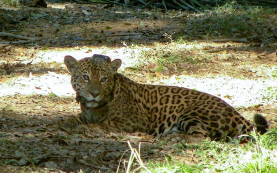 FAUNA NEWS População de onças-pintadas de floresta de SP cai 77% em uma década