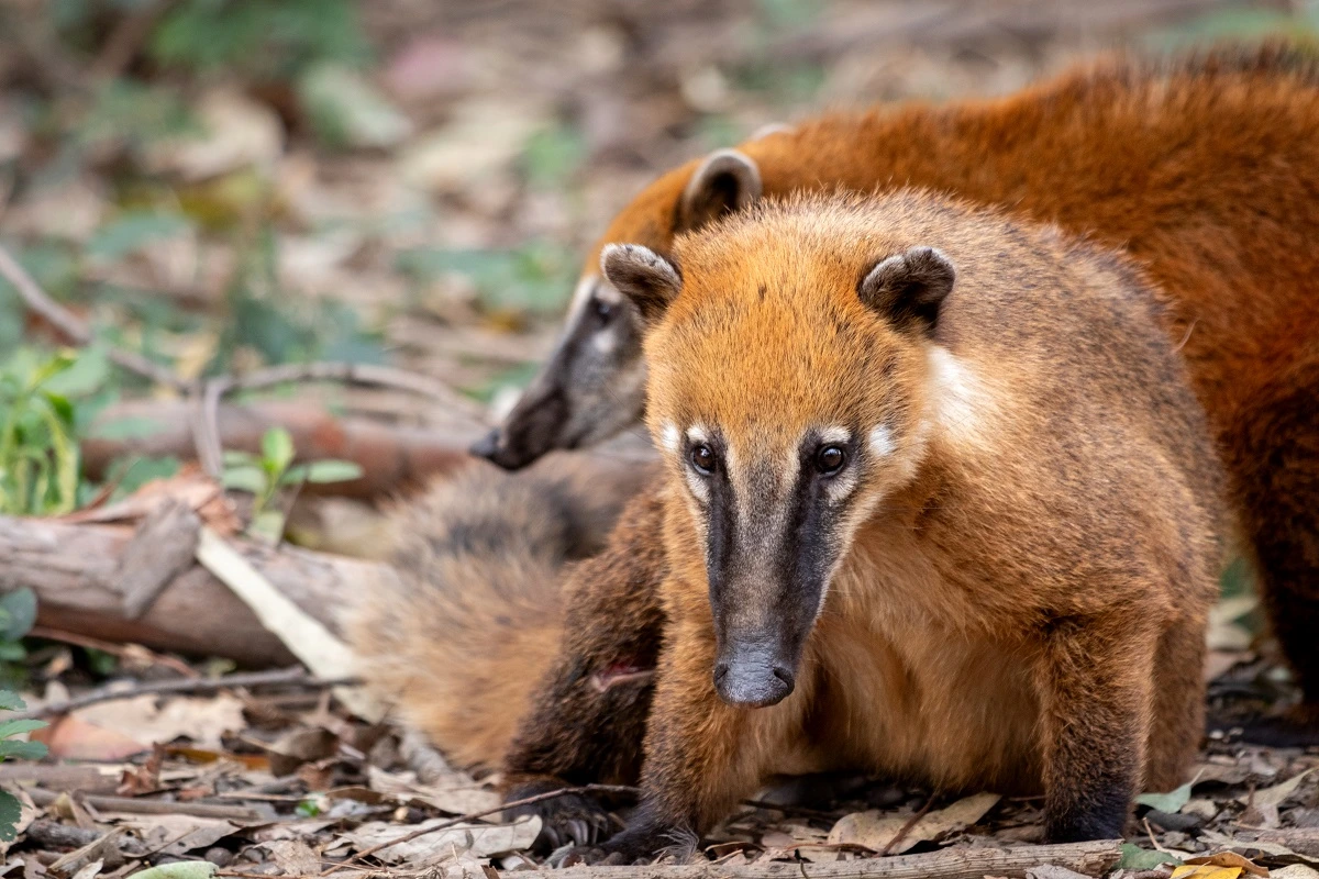 FAUNA NEWS Fotografia de fauna na cidade de São Paulo. Será que é possível?