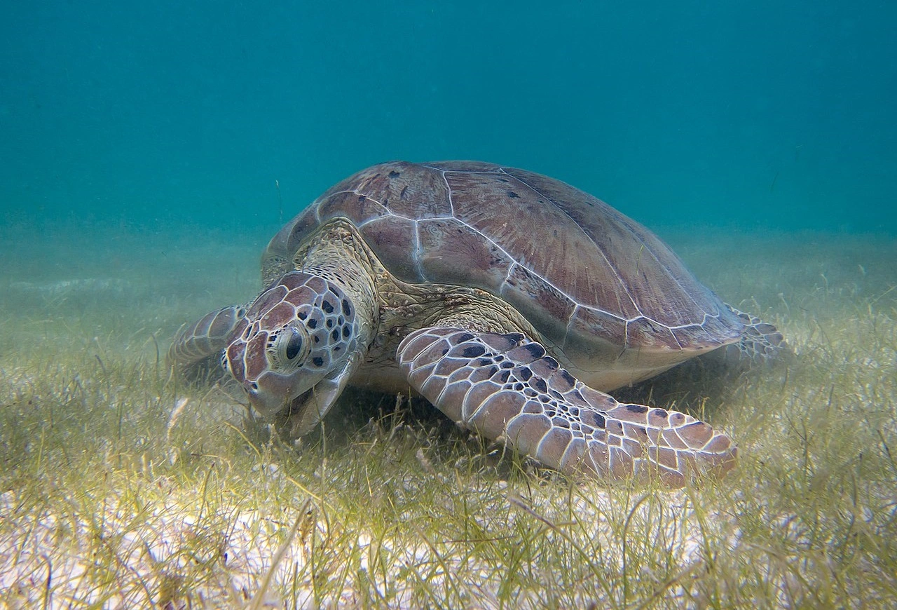 FAUNA NEWS Impactos ambientais de dragagens sobre quelônios