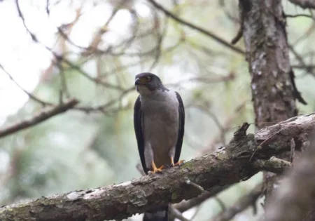 FAUNA NEWS Serra de Paranapiacaba (SP): estudo registra 239 espécies de aves