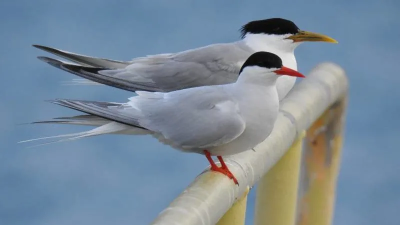 FAUNA NEWS Aves marinhas fazem ninhos em terminal de petróleo e só um a cada 20 filhotes sobrevive