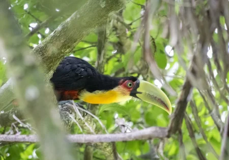 FAUNA NEWS Fotografia de fauna na cidade de São Paulo. Será que é possível?