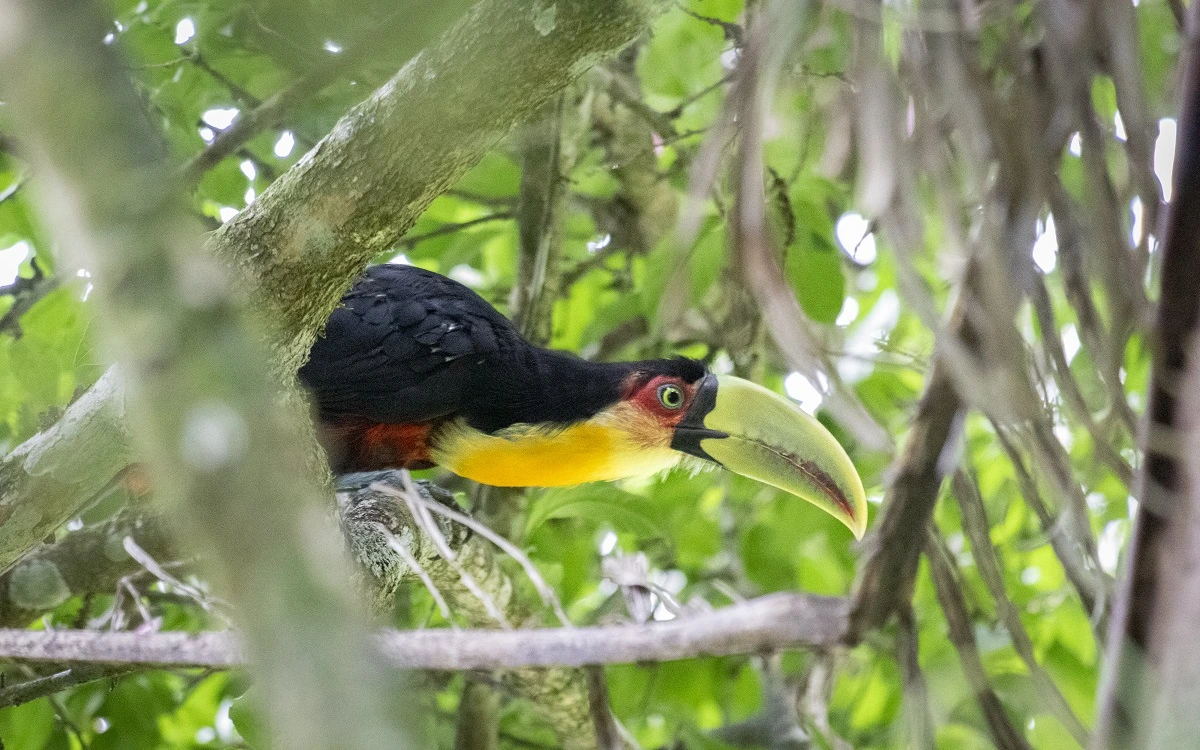 FAUNA NEWS Fotografia de fauna na cidade de São Paulo. Será que é possível?