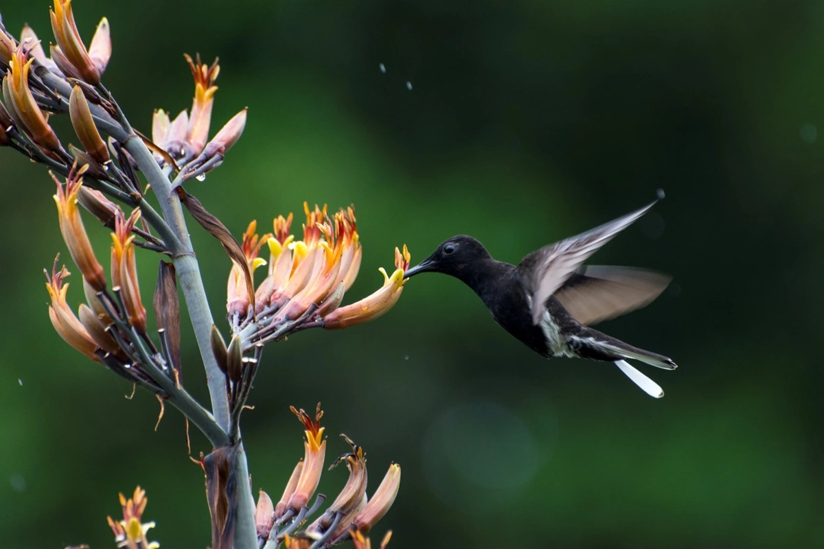 FAUNA NEWS Por que a conservação das aves é importante para as pessoas?