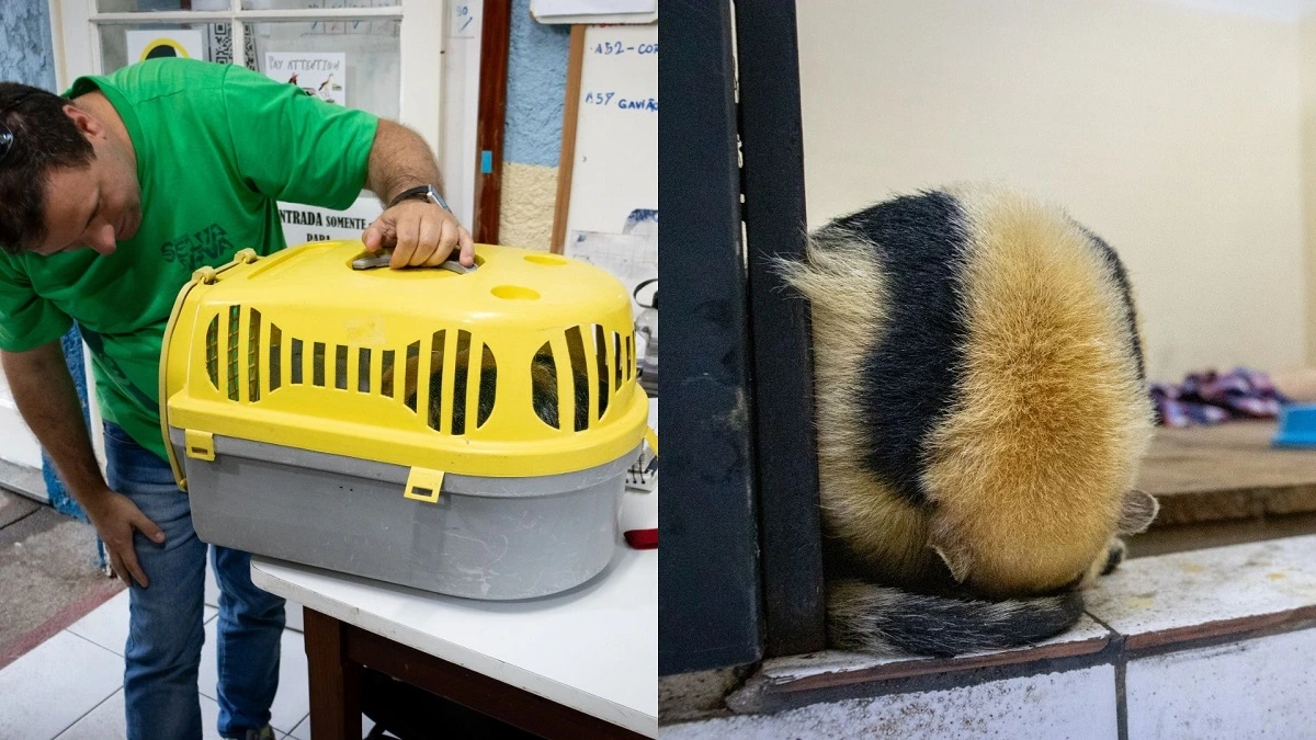 FAUNA NEWS A fotografia como ferramenta para a conservação