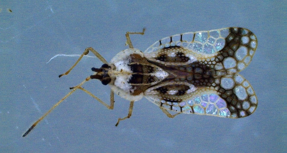 FAUNA NEWS O percevejo-de-renda da UNIRIO