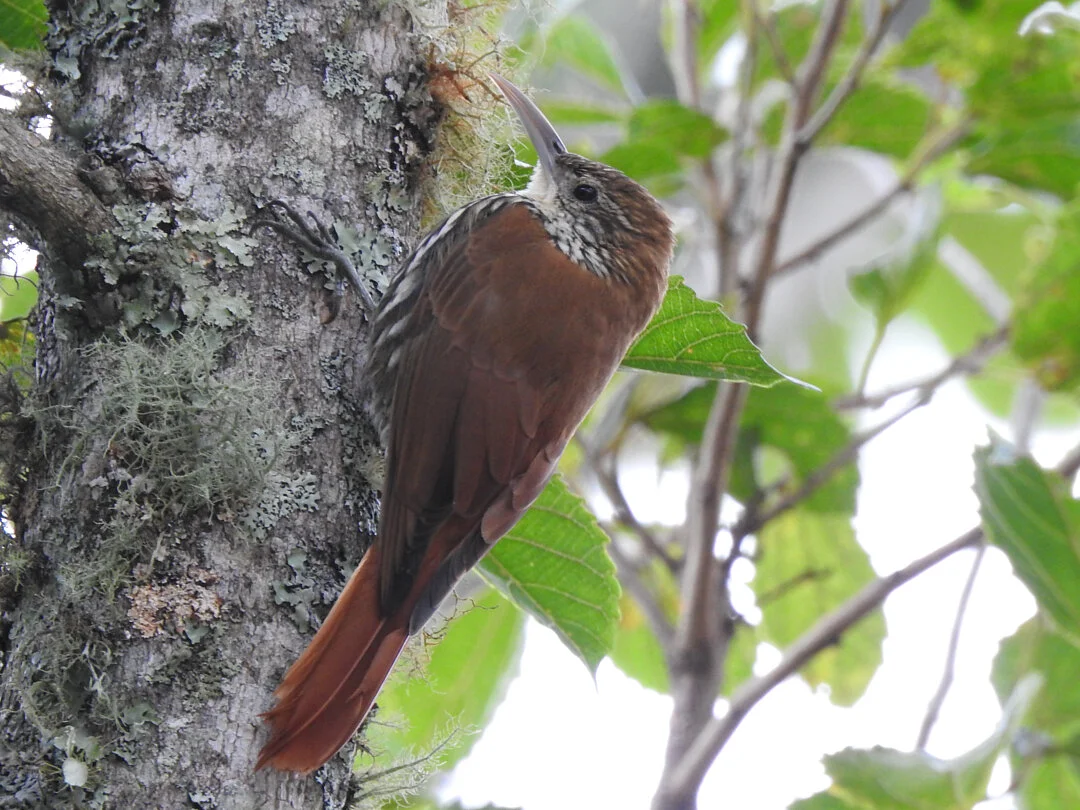 FAUNA NEWS Conheça aves ameaçadas que são exclusivas do Brasil