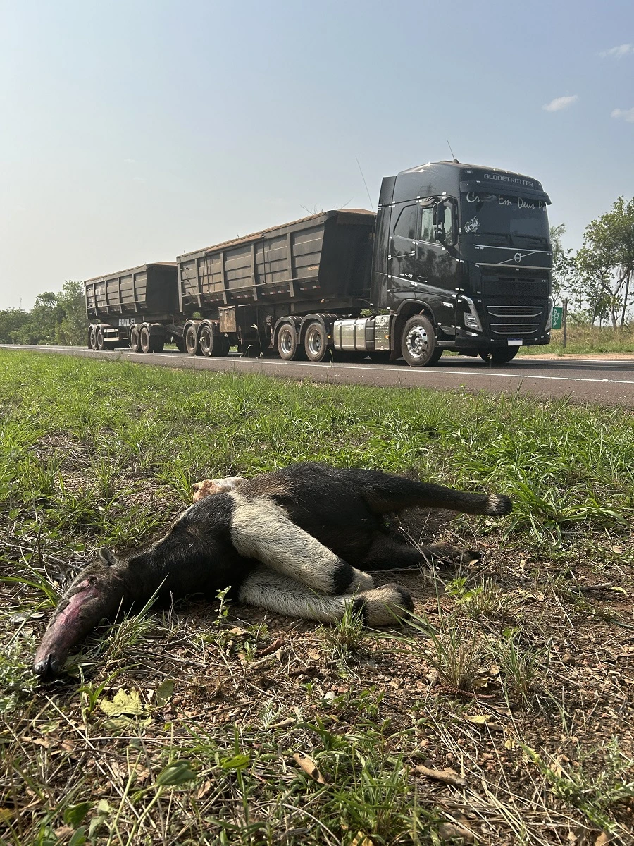 FAUNA NEWS Fotografando o tamanduá-bandeira