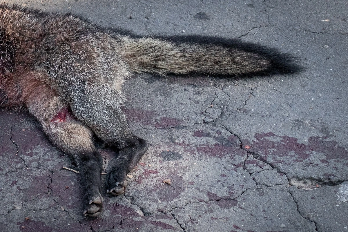 FAUNA NEWS A fotografia como ferramenta para a conservação