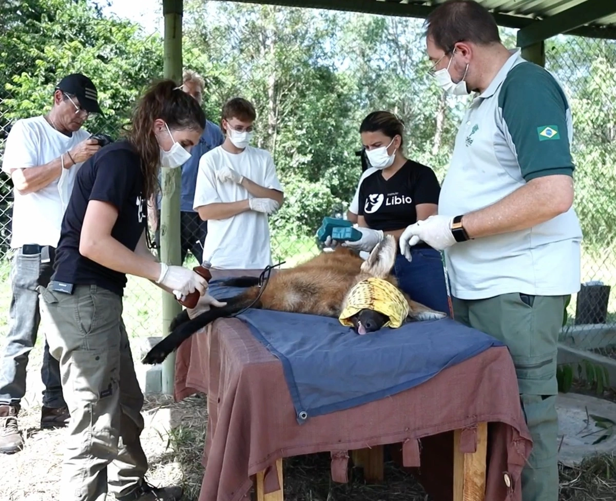 FAUNA NEWS A soltura de animais em vídeo