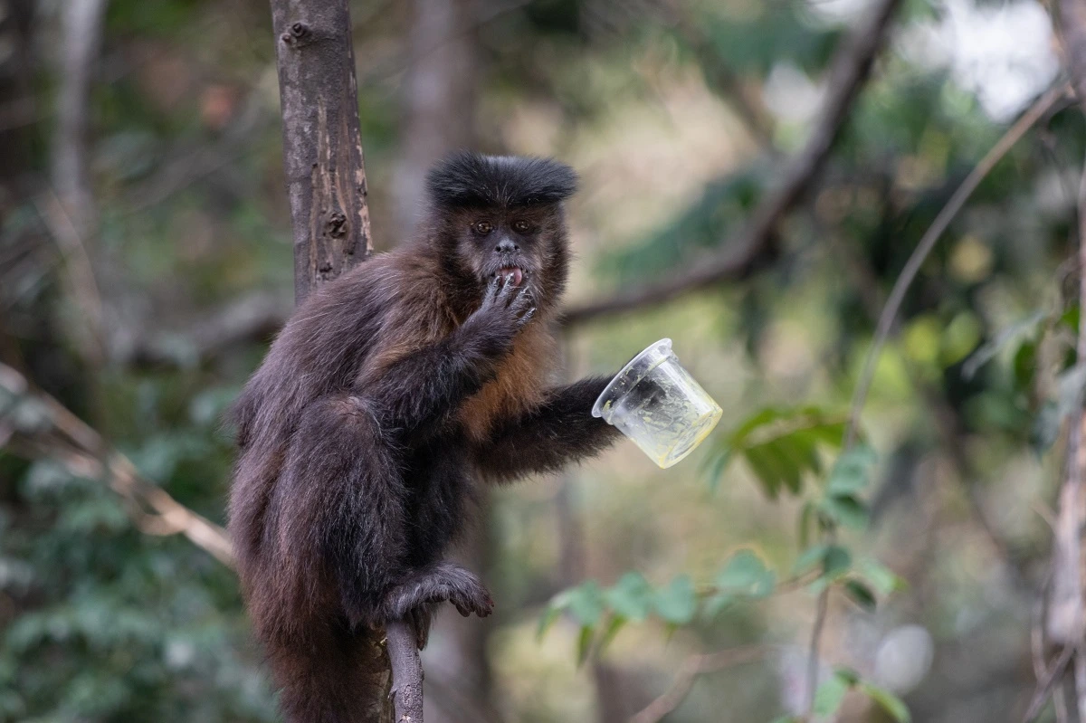 FAUNA NEWS A fotografia como ferramenta para a conservação