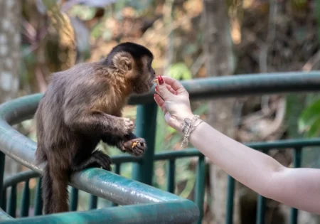 FAUNA NEWS A fotografia como ferramenta para a conservação