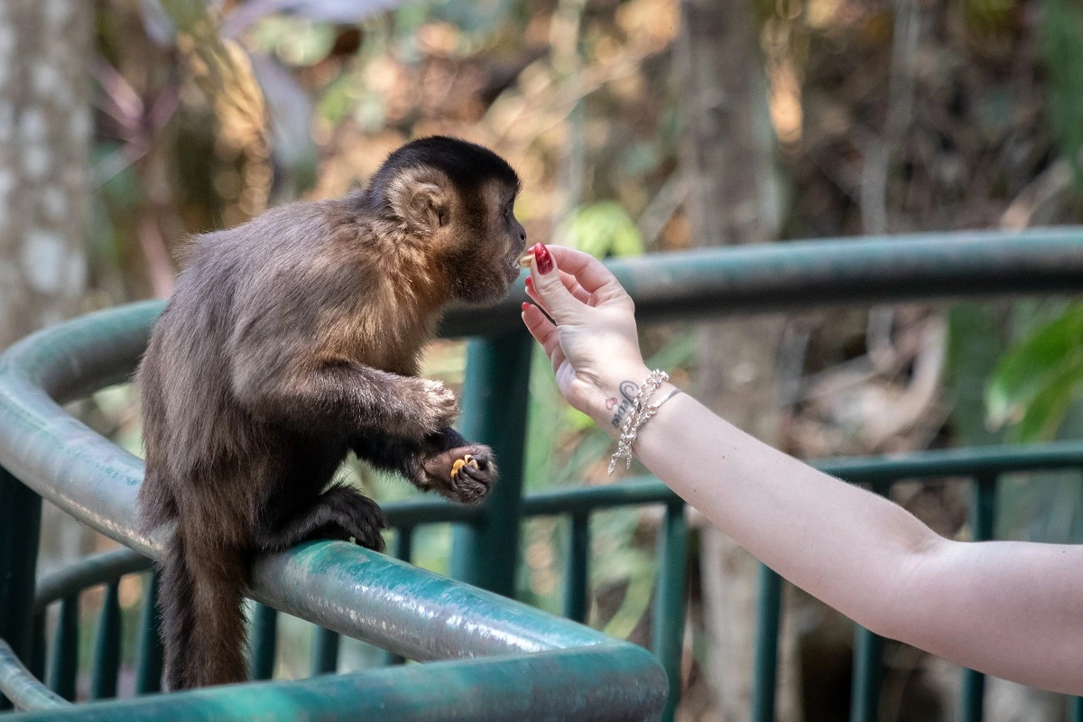 FAUNA NEWS A fotografia como ferramenta para a conservação