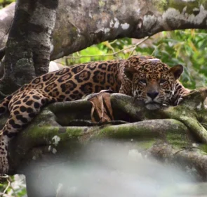 FAUNA NEWS Onças da Amazônia vivem nas copas das árvores durante período de cheia