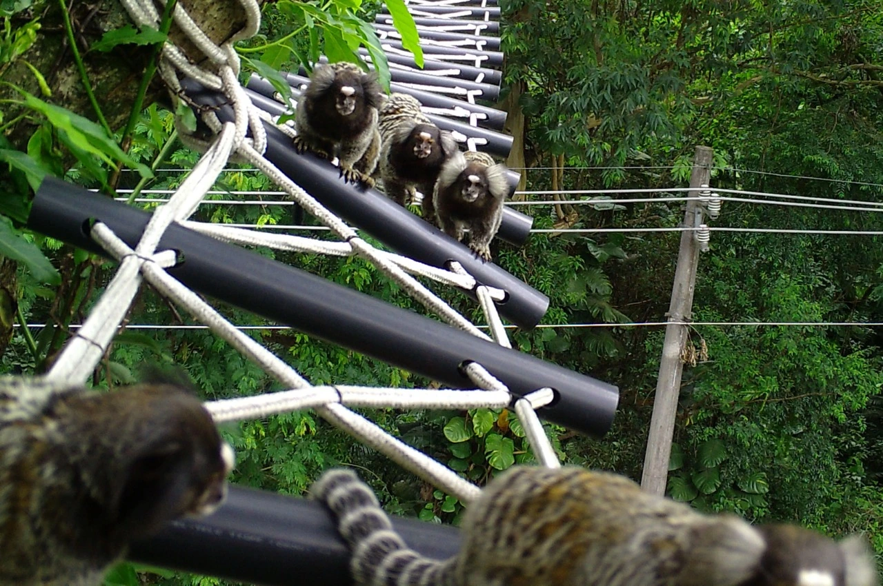 FAUNA NEWS Fauna e estradas: implementar medidas de mitigação é suficiente?