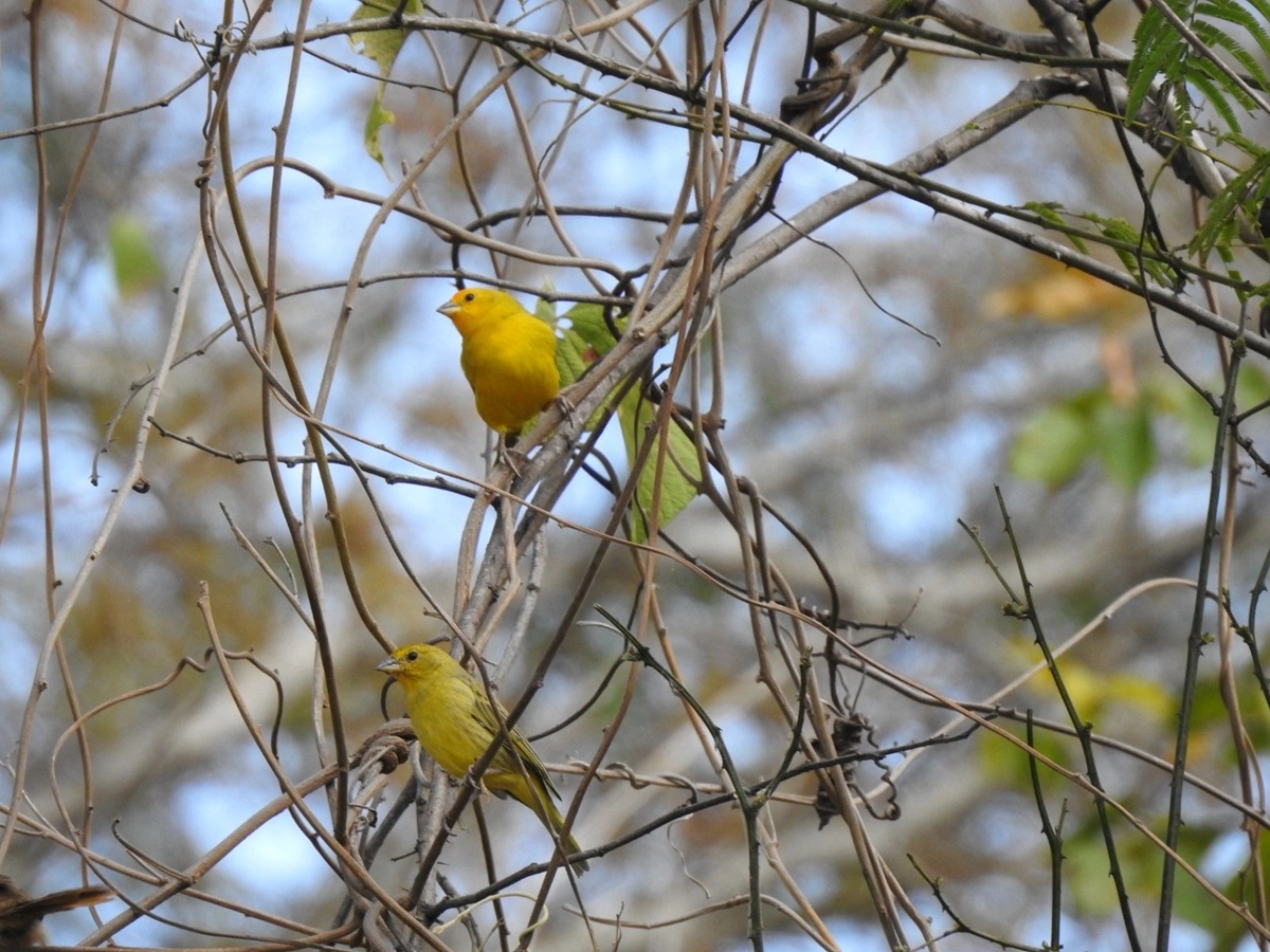 FAUNA NEWS Educação ambiental: a chave para salvar a fauna e combater o tráfico de fauna