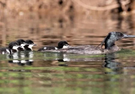 FAUNA NEWS Ameaçado pato-mergulhão perde plano de conservação exclusivo