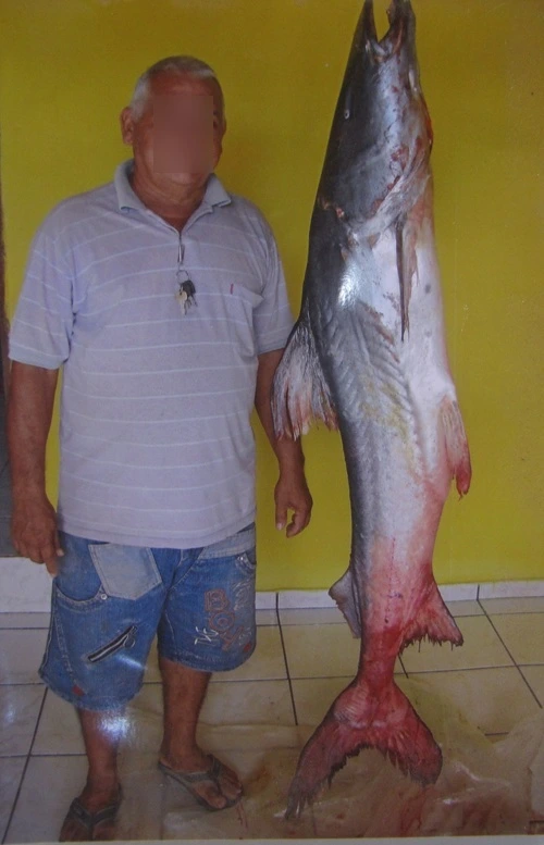 FAUNA NEWS A piratinga do Parnaíba, maior peixe de água doce do NE, pode ter sido extinta