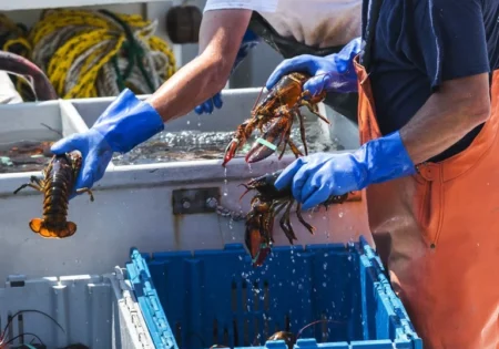 FAUNA NEWS Comércio de lagosta está proibido até final de abril