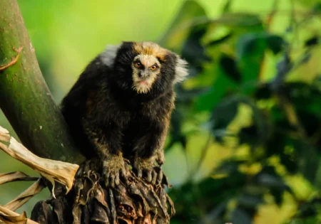 FAUNA NEWS Parque Estadual do Rio Doce (MG) ganha guia de identificação de primatas