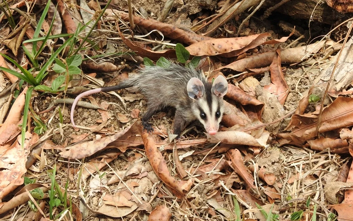 FAUNA NEWS Educação ambiental: a chave para salvar a fauna e combater o tráfico de fauna