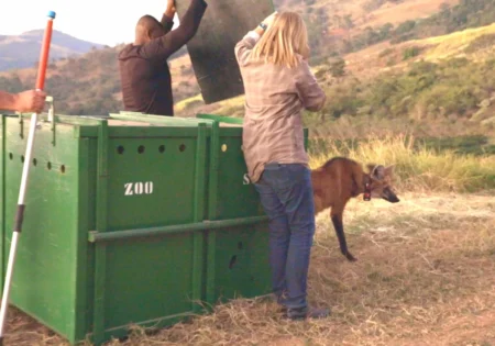 FAUNA NEWS A soltura de animais em vídeo