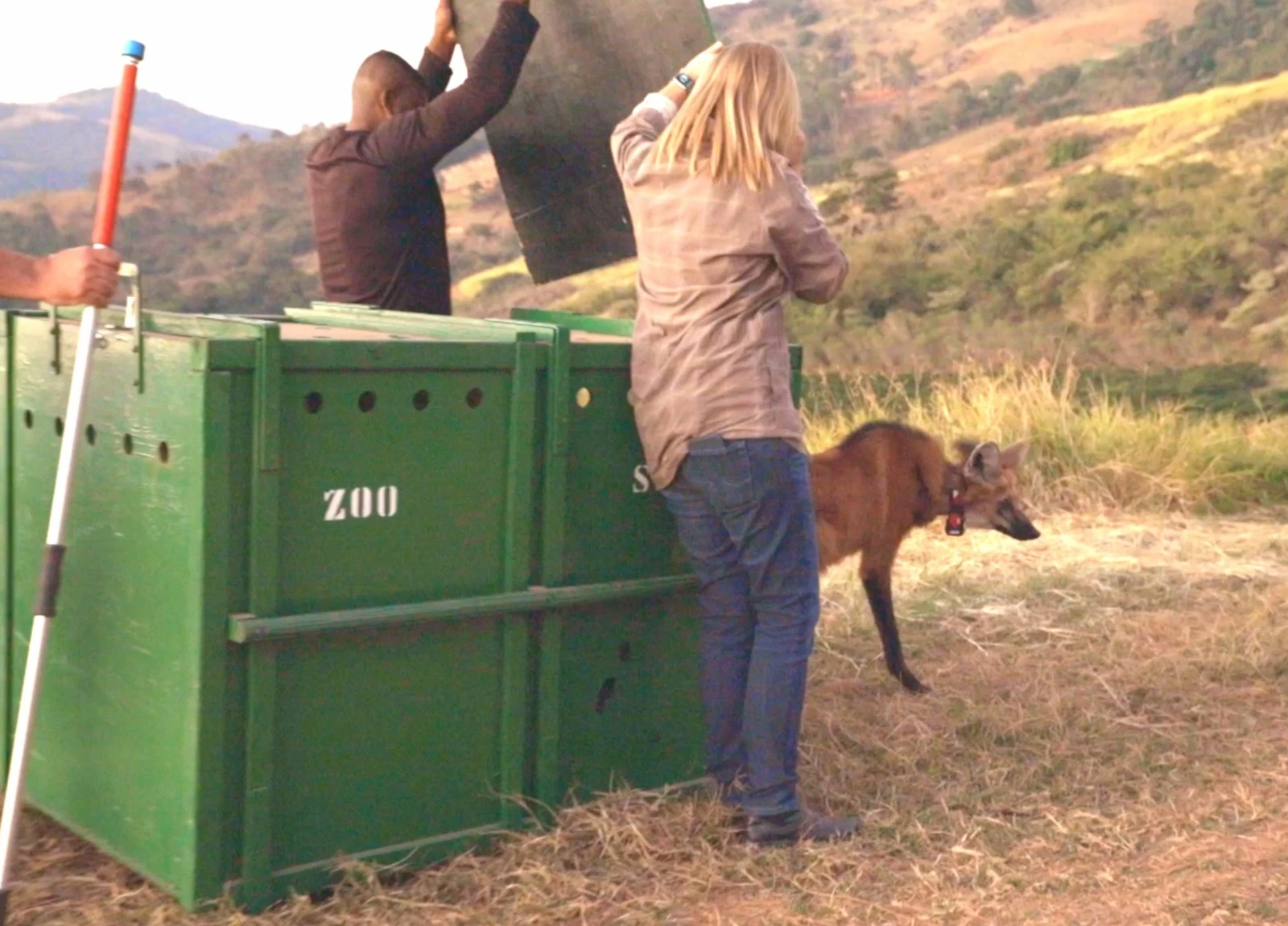 FAUNA NEWS A soltura de animais em vídeo