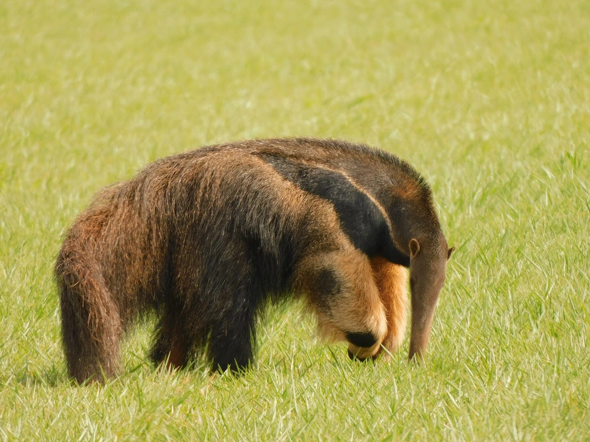 FAUNA NEWS Fotografando o tamanduá-bandeira