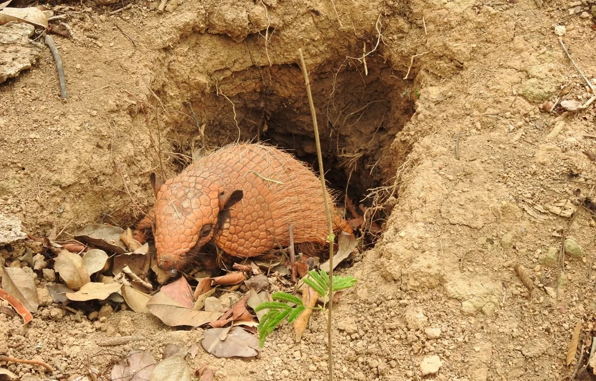 FAUNA NEWS Educação ambiental: a chave para salvar a fauna e combater o tráfico de fauna