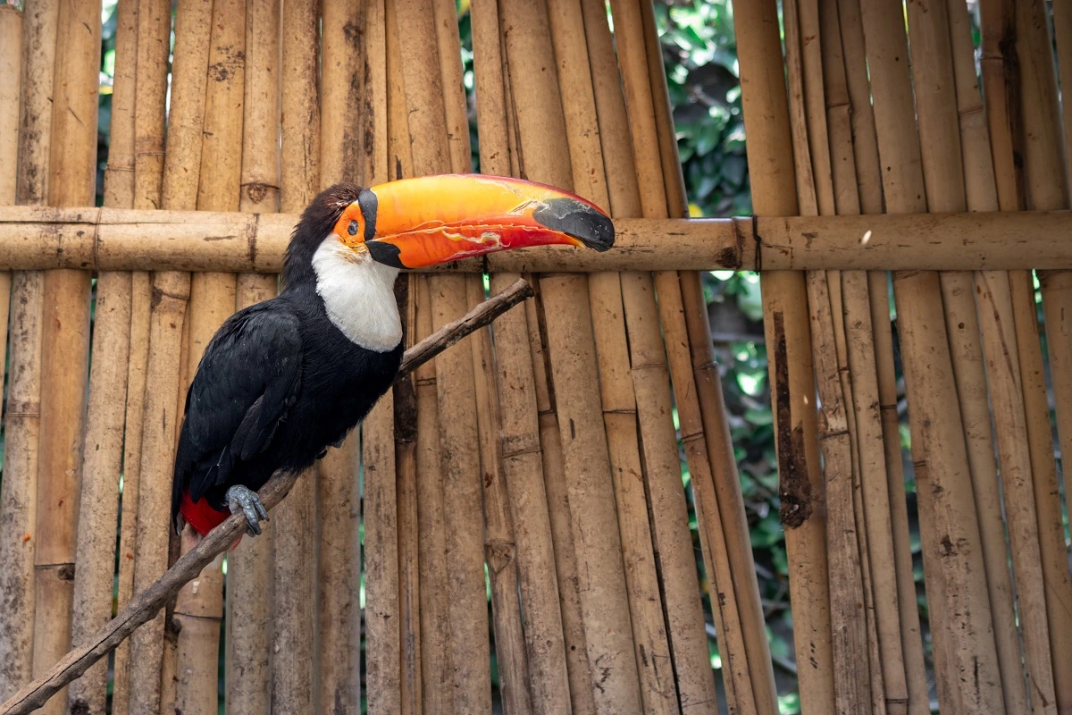 FAUNA NEWS A fotografia como ferramenta para a conservação