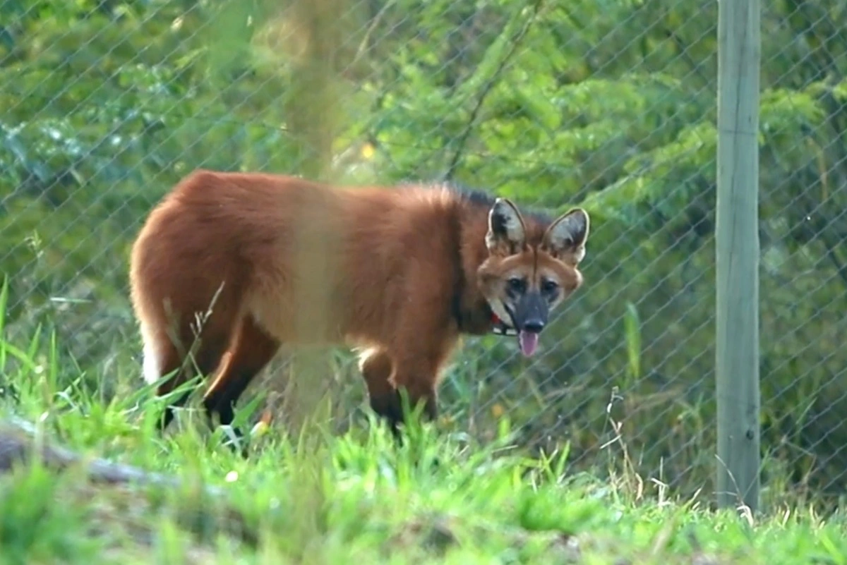 FAUNA NEWS A soltura de animais em vídeo