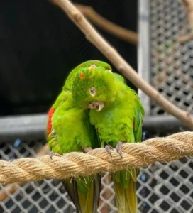 FAUNA NEWS Parque Três Pescadores