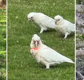 FAUNA NEWS O relato de uma observadora de aves brasileira na Austrália