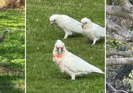 FAUNA NEWS O relato de uma observadora de aves brasileira na Austrália