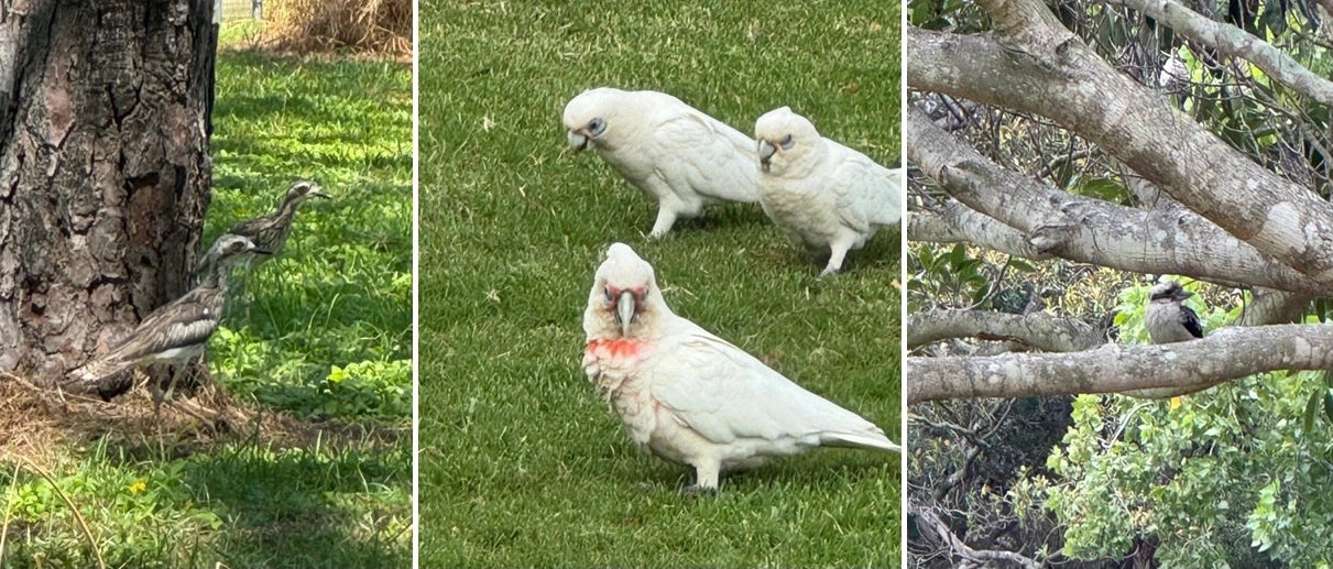 FAUNA NEWS O relato de uma observadora de aves brasileira na Austrália