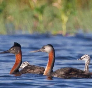 FAUNA NEWSEstudo registra 261 espécies de aves em parque paulistano