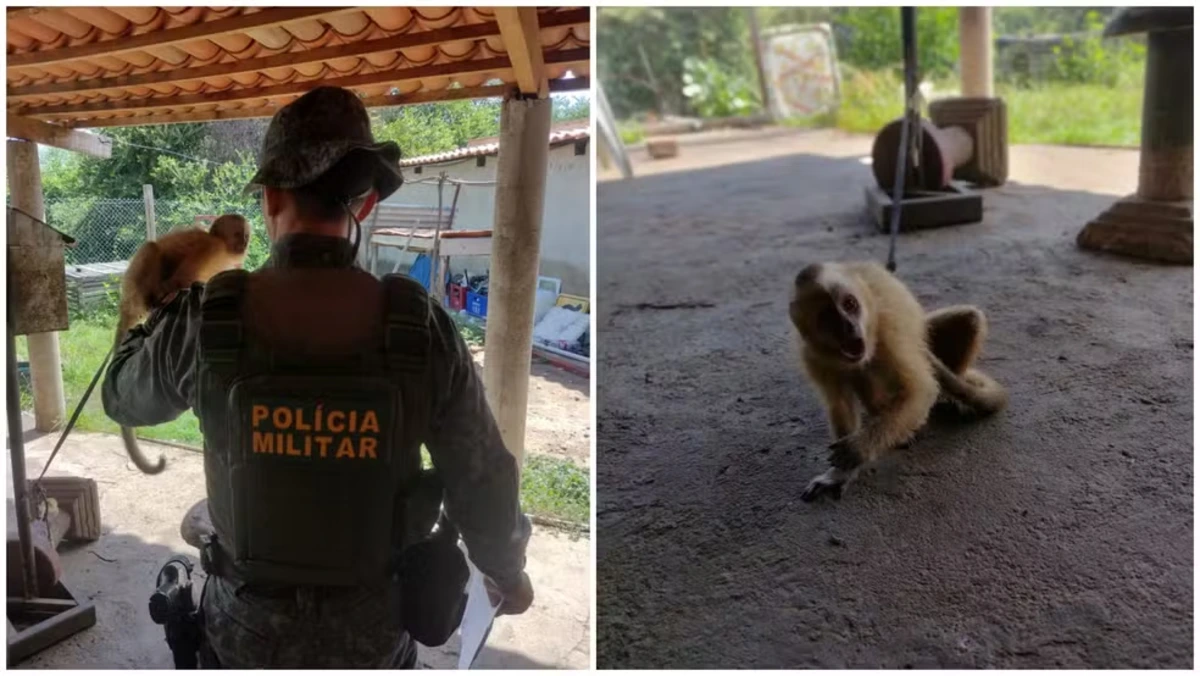 FAUNA NEWS A ignorância nas redes sociais: caso Vovó do Tiktok e “seu” Pedrinho